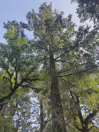 Casuarina