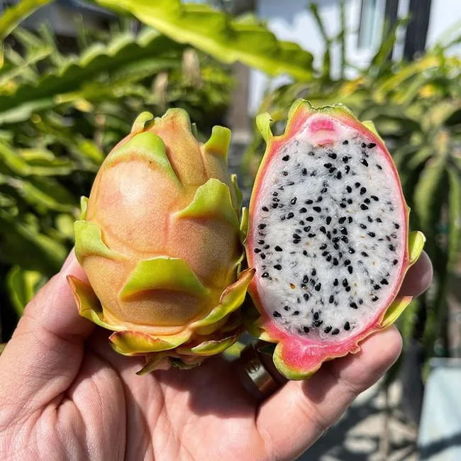Drachenfrucht