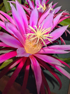 Dragon fruit