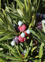 Podocarpáceas / Podocarpus