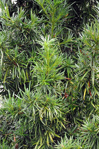 Podocarpáceas / Podocarpus