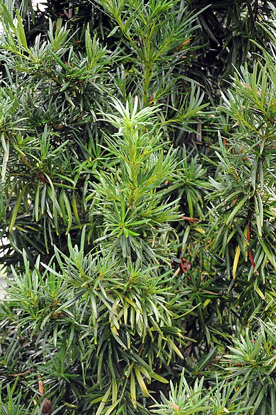 Podocarpáceas / Podocarpus
