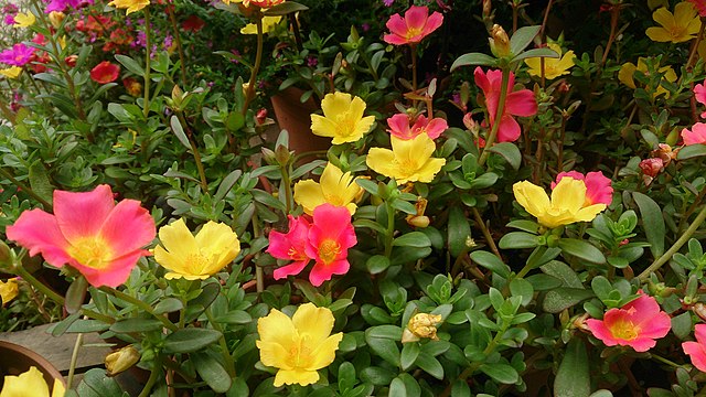 Purslane