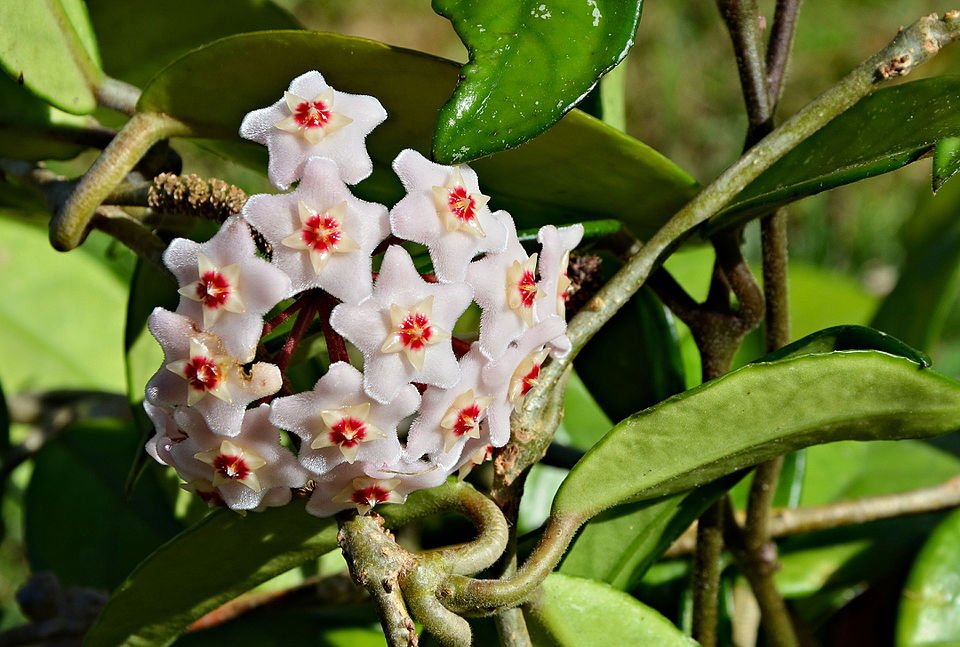 Flor de porcelana