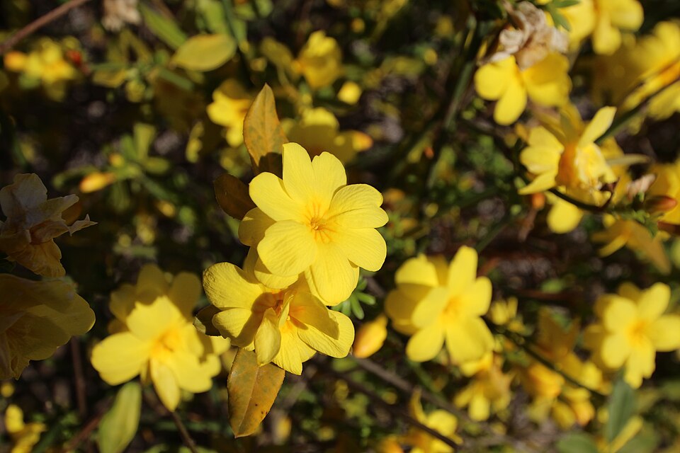 Primeljasmin
