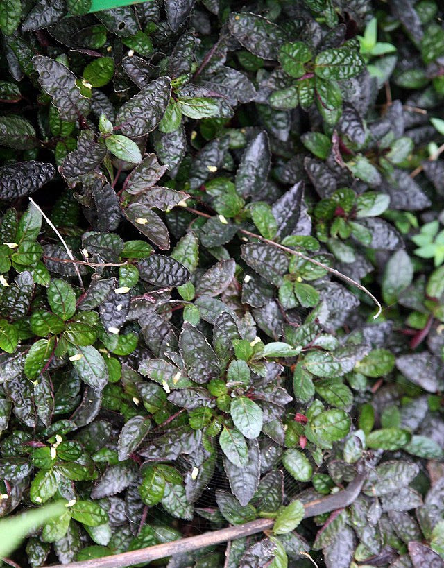 Purple Waffle Plant