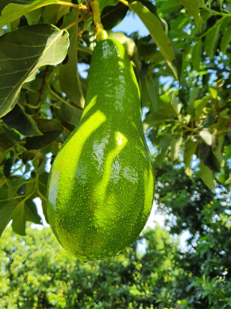 Avocado