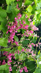 Enredadera de coral