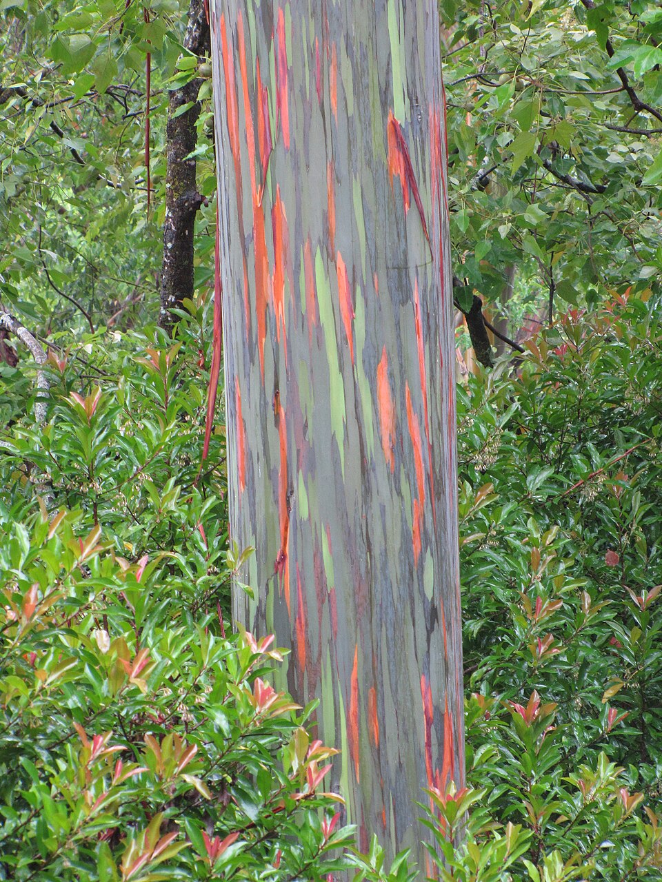 Regenbogen Eukalyptus
