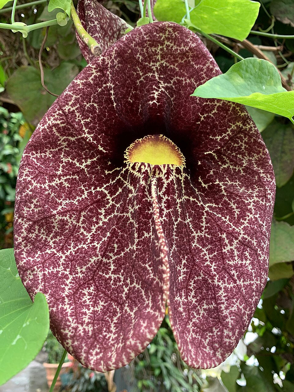 Giant Pelican Flower