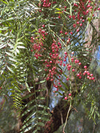 Rosa Pfefferbaum