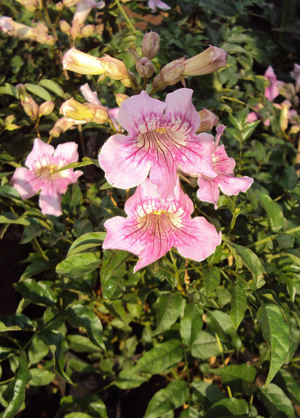Bignonia rosada