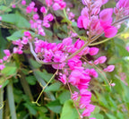 Enredadera de coral
