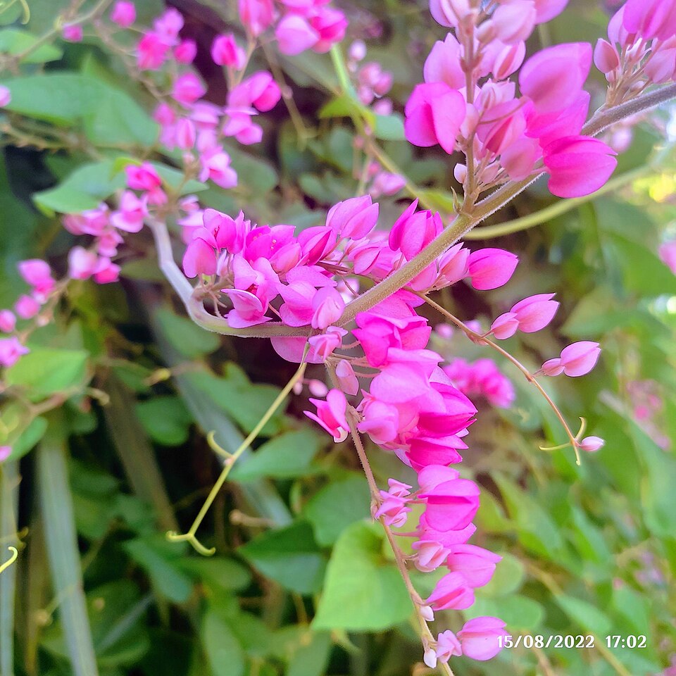 Enredadera rosa del amor