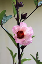 Rosella