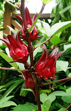 Rosella