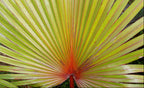 Red Latan Palm