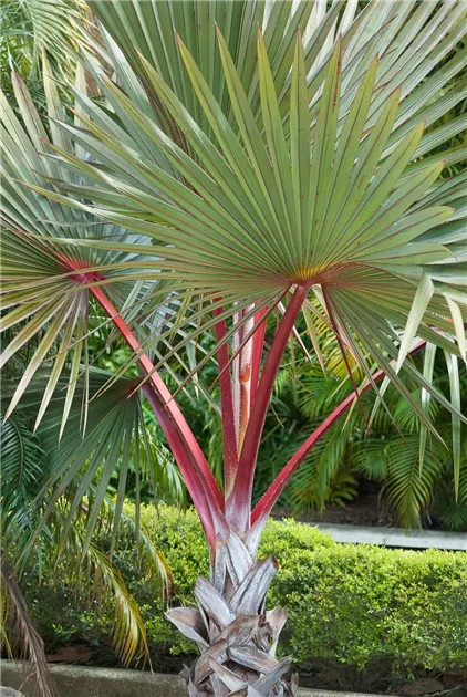 Red Latan Palm