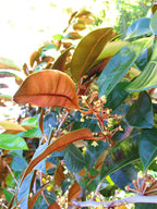 Star Apple
