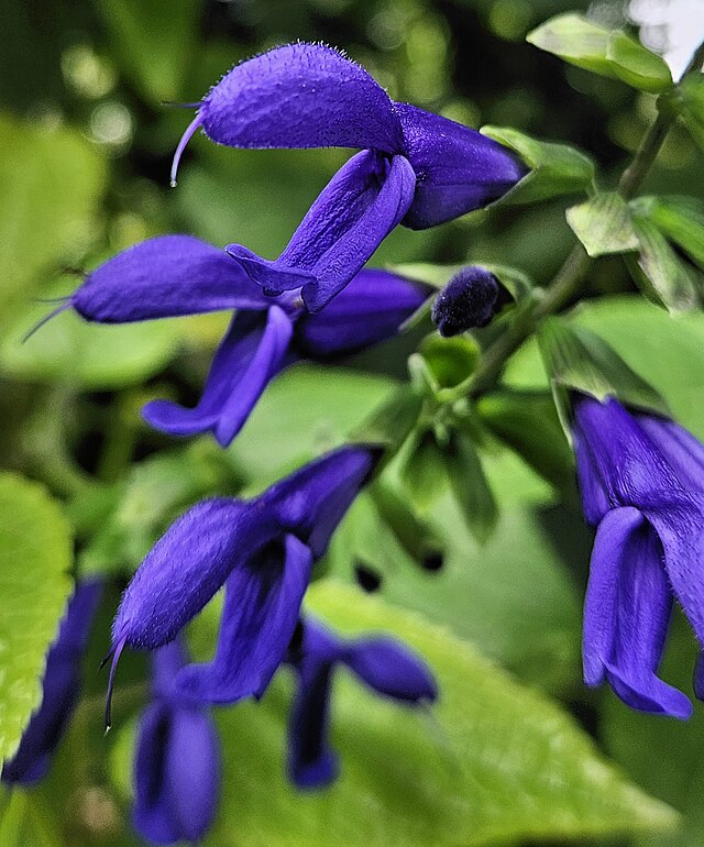 Salvia guaranítica