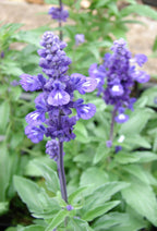 Mehlsalbei