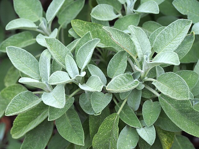 Salvia