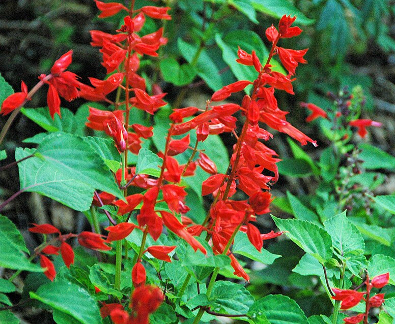 Feuersalbei