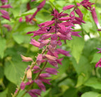 Feuersalbei