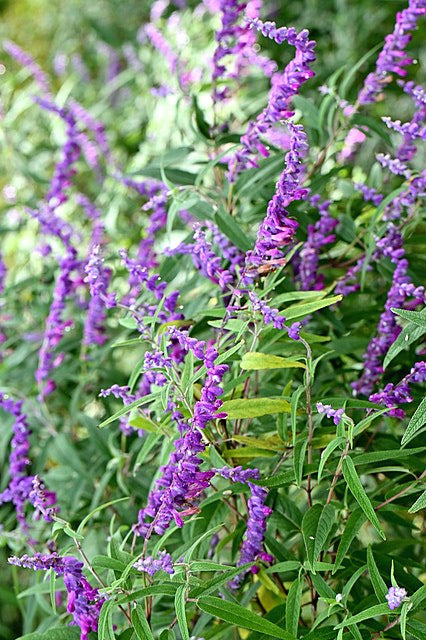 Velvet Sage