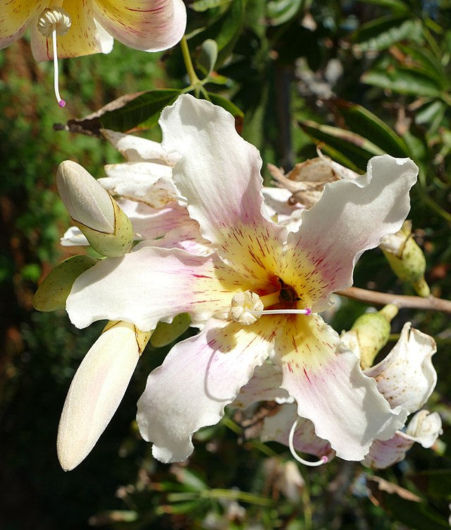 Südamerikanischer Flaschenbaum