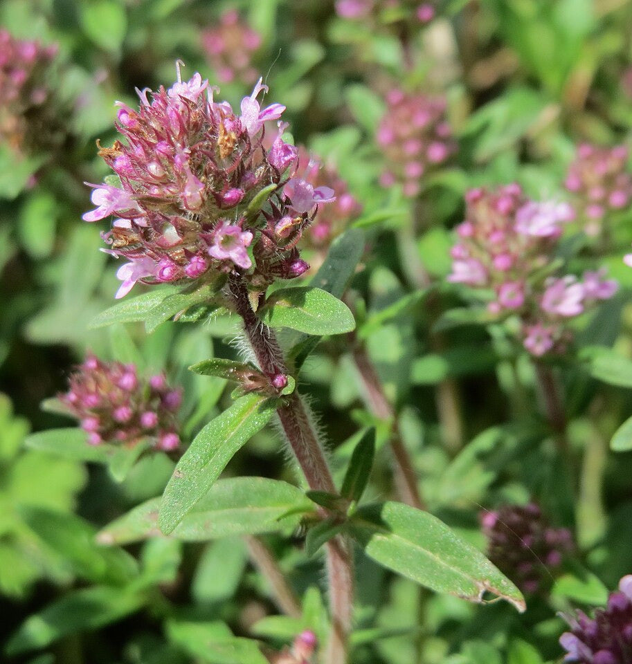 Sandthymian