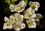 Santa Rita / Bougainvillea