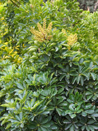 Schefflera / Umbrella Tree