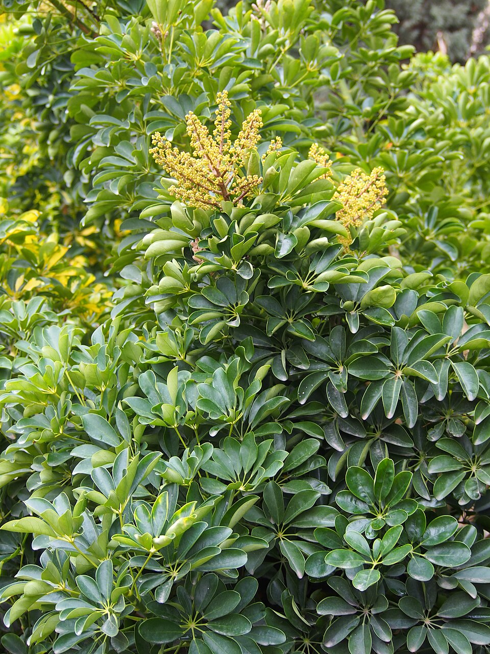 Schefflera / Umbrella Tree
