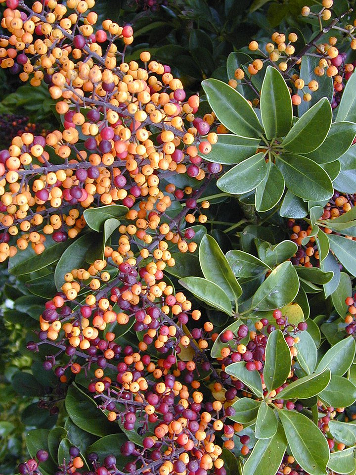 Schefflera / Umbrella Tree