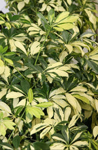 Schefflera / Umbrella Tree