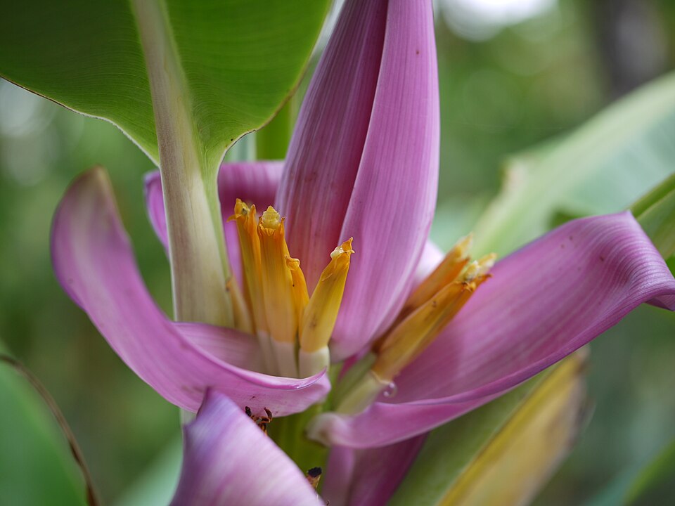 Ornamental banana