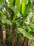 Ornamental banana