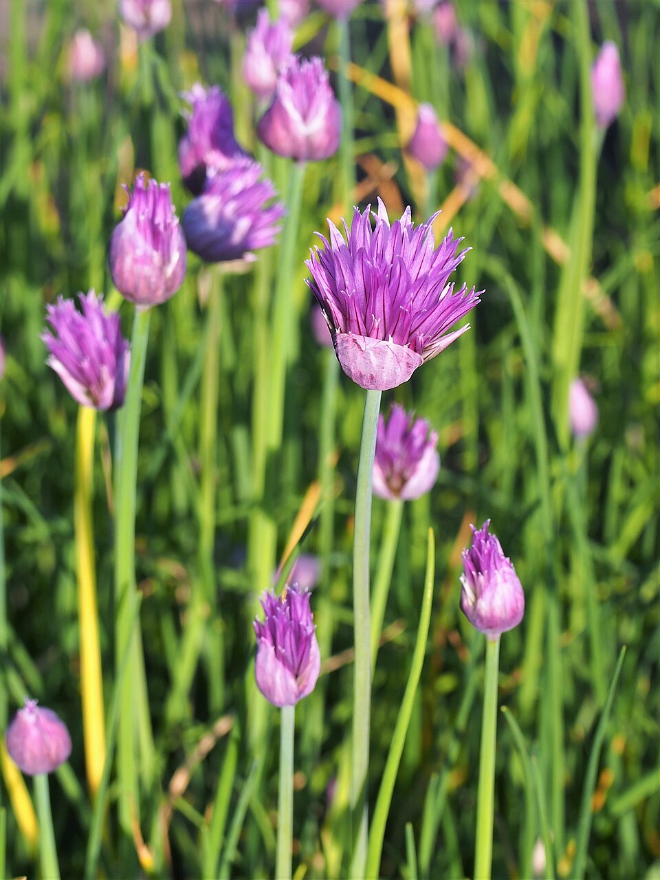 Chives
