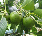 Schokoladenpuddingfrucht
