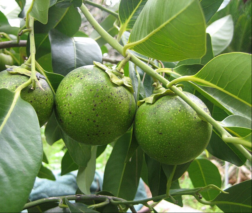 Schokoladenpuddingfrucht