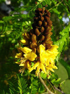 Sibipiruna boliviana