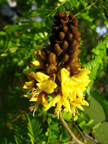 Sibipiruna boliviana