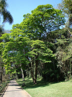 Sibipiruna boliviana