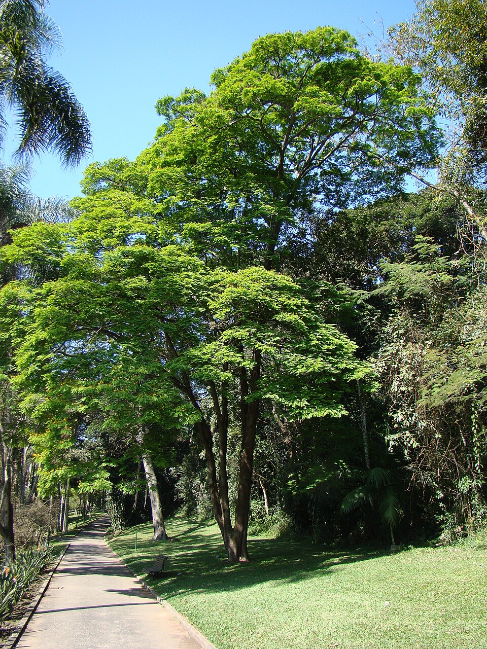 Sibipiruna boliviana