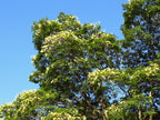 Sibipiruna boliviana