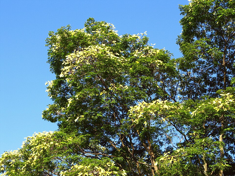 Sibipiruna boliviana
