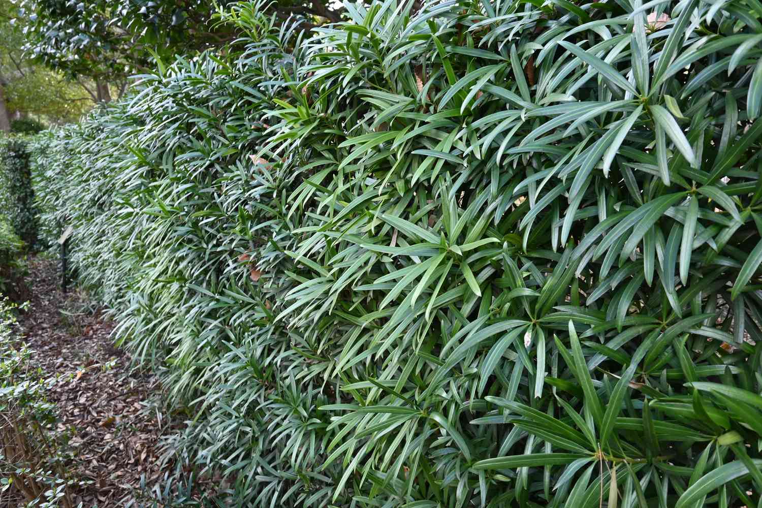Podocarpáceas / Podocarpus