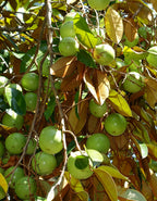 Star Apple