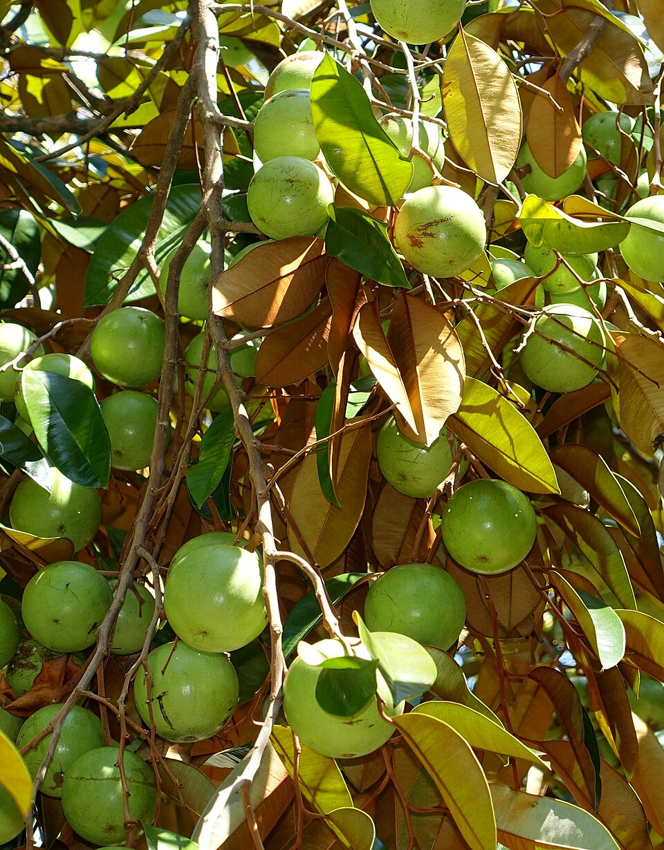 Star Apple